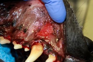Plaque Related Disease in Dogs